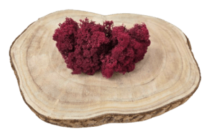 Reindeer Moss (Icelandic Moss) Burgundy