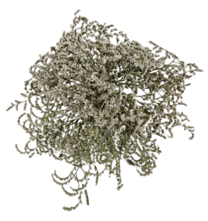 Dumosa (Statice Tatartica) x 250g Approx