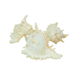 Shells - Elephant Multi App 6" x 3pcs-0