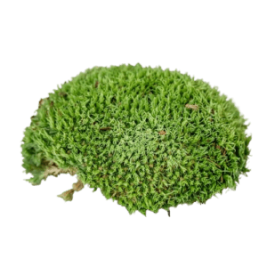 Ball Moss Natural-0