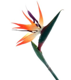 Bird Of Paradise (Strelitzia) 85cm-0