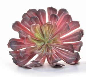 Succulent Plant Red 16 x 12cm-0