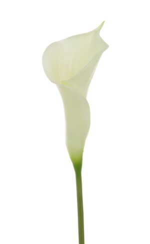 Fresh Touch Calla Lily 60cm-0