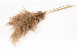 Wild Reed Plume (Pampas) Natural x 10 Stems