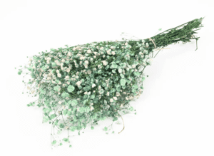 Gypsophilia Preserved Mint Green