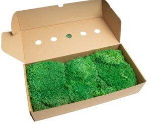 Hedgehog Moss Preserved Medium Green