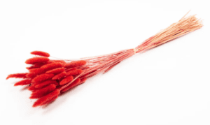 Lagarus/Bunny Tails Red 50g