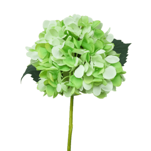 Hydrangea Stem Green 58cm